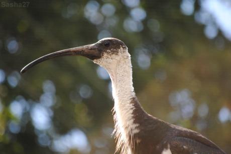 (12) L'ibis australien.
