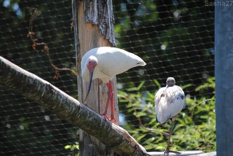 (8) L'ibis blanc.