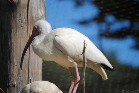 (4) L'ibis blanc.