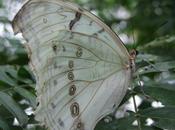 Canada Montréal-Le jardin botanique-1