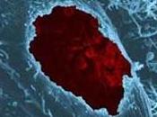 Vaccin anti-CHLAMYDIA: koala montre voie News