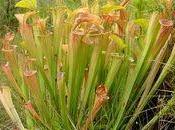 Nantes plante tueuse frelon asiatique découverte jardin plantes