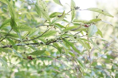 Hourra, Elaeagnus umbellata fructifie !