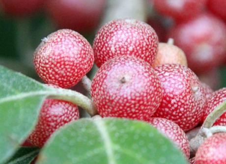 Hourra, Elaeagnus umbellata fructifie !