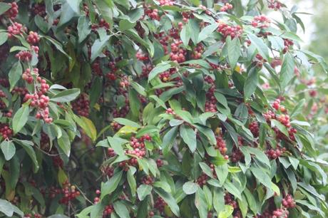 Hourra, Elaeagnus umbellata fructifie !