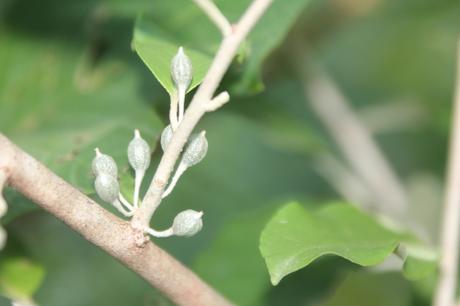 Hourra, Elaeagnus umbellata fructifie !