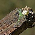 Une petite araignée arborant un beau vert pomme