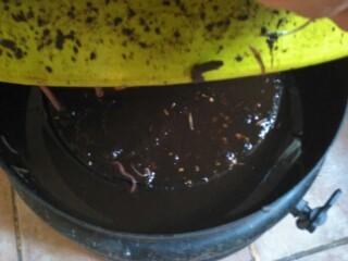 Des nouvelles du lombricomposteur