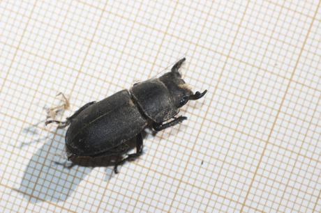 Dorcus parallelipipedus, la petite biche