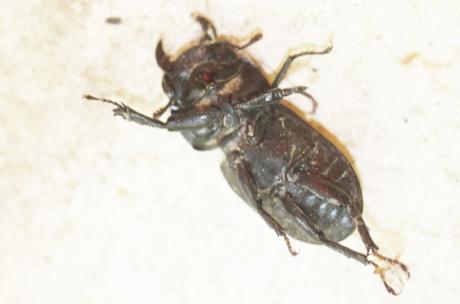 Dorcus parallelipipedus, la petite biche
