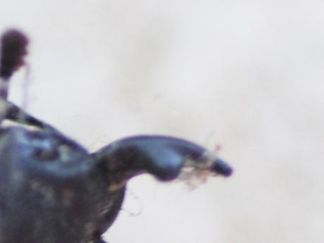 Dorcus parallelipipedus, la petite biche