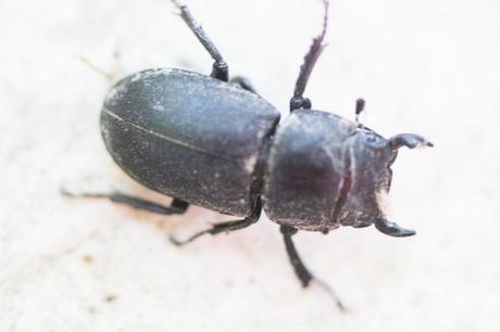 Dorcus parallelipipedus, la petite biche