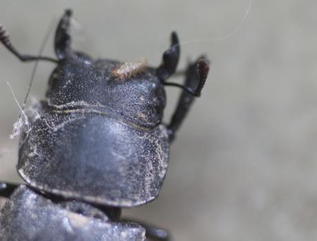 Dorcus parallelipipedus, la petite biche