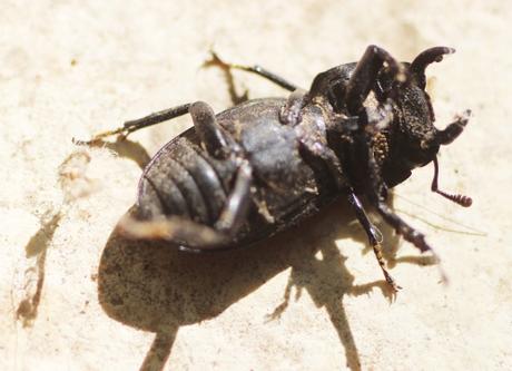 Dorcus parallelipipedus, la petite biche