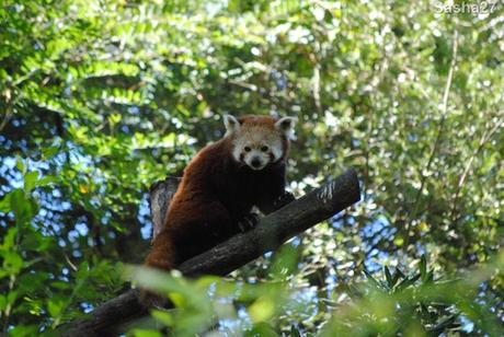 (2) Le panda roux.