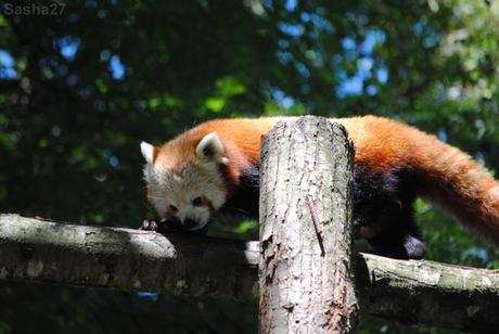 (21) Le panda roux.