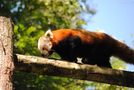 (20) Le panda roux.