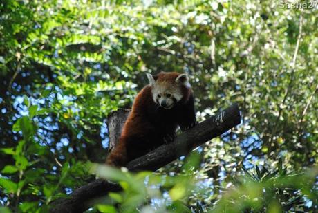 (3) Le panda roux.