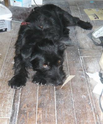 Mon voyage  à Bourges/ Derviche chien à adopter/le plus petit bouquet au monde.../Minions : un film d'animation épatant rien à voir avec les Stroumpfs...