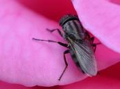 petite mouche faux airs syrphe....