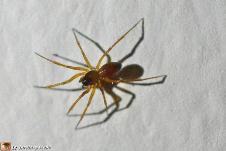 Une petite mouche au faux airs de syrphe.... Une petite mouche au faux airs de syrphe....