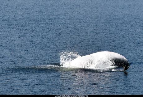 Rorqual commun...