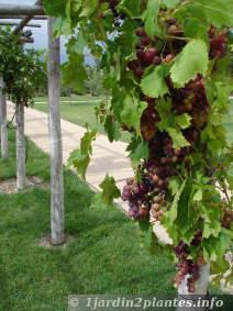 Les grappes de raisin sur une vigne: une bonne taille et une surveillance de la maladie