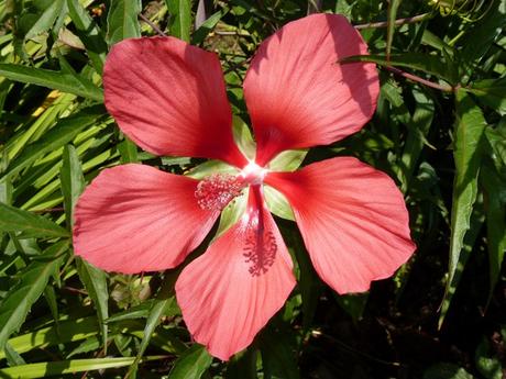 Un hibiscus à fleurs rouges de forme étoilée: l'hibiscus coccineus