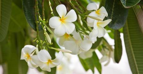 Qu'est-ce que L'Ho'oponopono ?