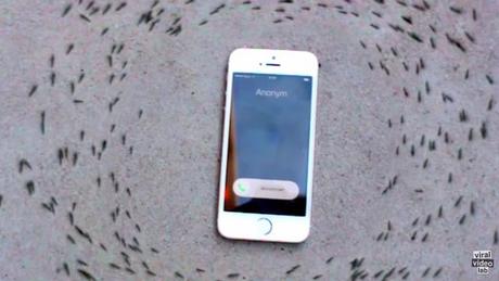 [Vidéo] L'influence d'un iPhone sur des... fourmis !