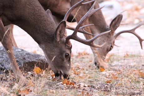 yosemite park californie