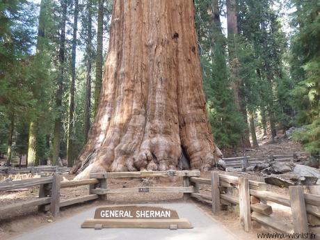 general sherman parc sequoia californie