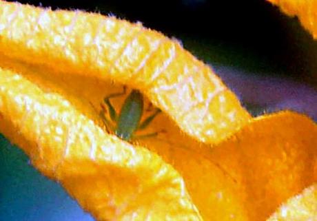 Une courge récalcitrante