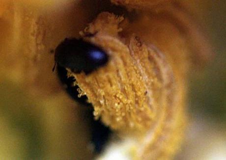 Une courge récalcitrante