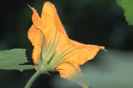 Une courge récalcitrante