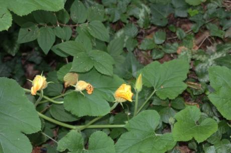 Une courge récalcitrante