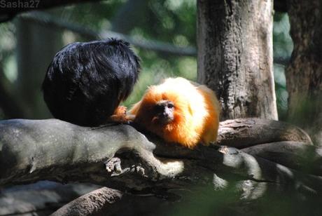 (4) Les tamarins lions.