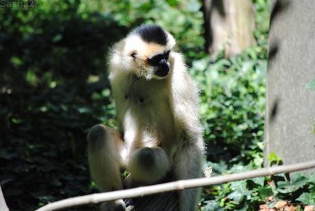 (5) La femelle gibbon à favoris blancs.