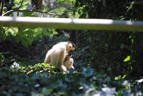 (3) La femelle gibbon à favoris blancs.