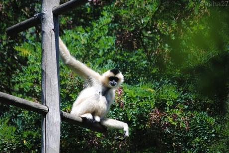 (6) La femelle gibbon à favoris blancs.