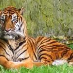 image de tigre