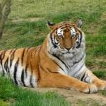 image de tigre