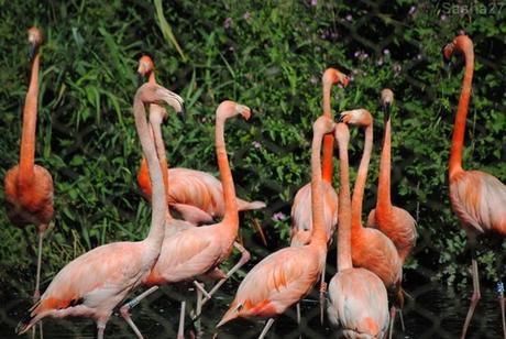 (5) Les flamants du Chili.