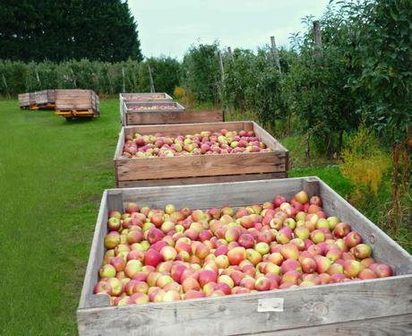 Les_Vergers_de_La_SILVE_15 - copie