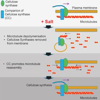 #Cell #plantescultivées #stressabiotique #cellulose #cellulosesynthase #cellulose #biomasse #paroicellulaire Mécanisme de synthèse soutenue de cellulose au cours d’un stress salin