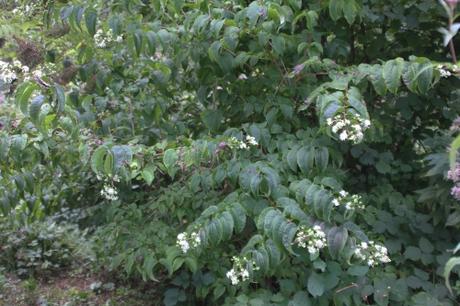 L'heptacodium miconioides commence à fleurir
