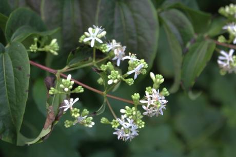 L'heptacodium miconioides commence à fleurir