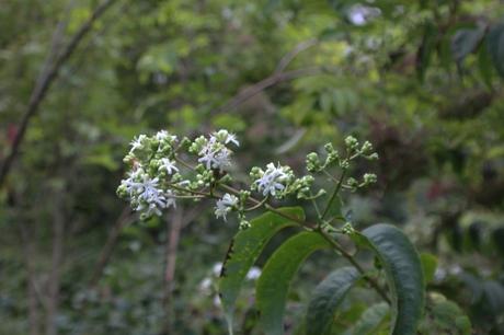 L'heptacodium miconioides commence à fleurir
