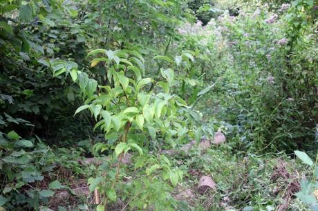 L'heptacodium miconioides commence à fleurir