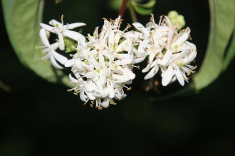 L'heptacodium miconioides commence à fleurir